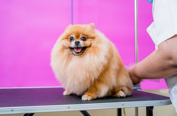 Groomer with protective face masks cutting Pomeranian dog at grooming salon - 写真・画像
