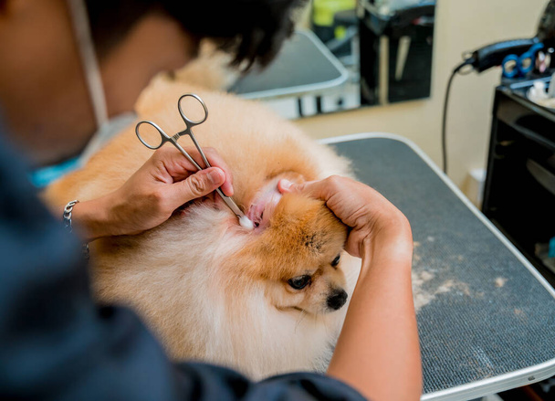 Groomer with protective face mask cleans s Pomeranian dog ears at grooming salon - Photo, image