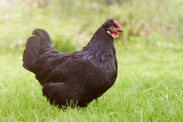 Young black chicken free in garden - Фото, изображение