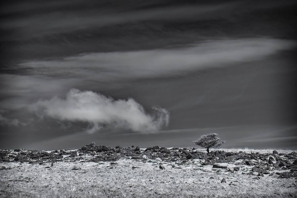 Single tree in infrared black and white Dartmoor england uk Devon - Photo, Image