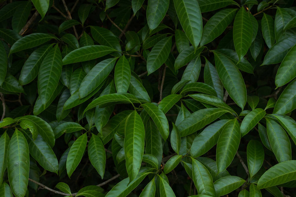 A vibrant green herb leaf growing among delicate flowers. - Fotó, kép