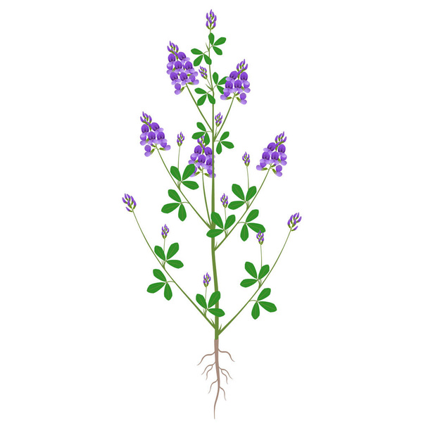 Alfalfa plant with flowers and roots on a white background. - Vetor, Imagem