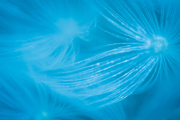 タンポポの綿毛の青い光。青いタンポポの種子の背景の抽象的な閉鎖。自然環境下でのタンポポの花の種の詳細な青のパップスのマクロショット - 写真・画像