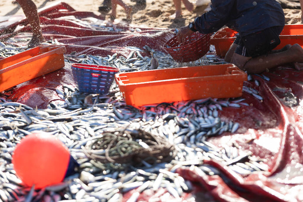 Una pila de peces recién capturados en la orilla del mar un hombre recogiendo peces en contenedores. Mid shot - Foto, imagen