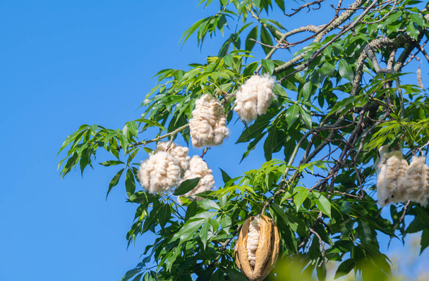 Ceiba pentandra z włóknem bawełnianym - Zdjęcie, obraz