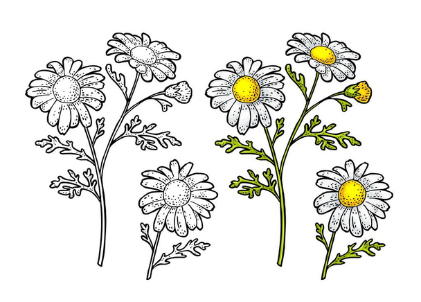 Chamomile flower with leaves. Engraving color vintage vector illustration isolated on white background. - Vektor, kép
