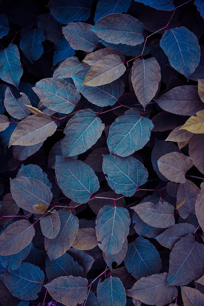 blauwe Japanse knoopplant bladeren in het winterseizoen, blauwe achtergrond  - Foto, afbeelding