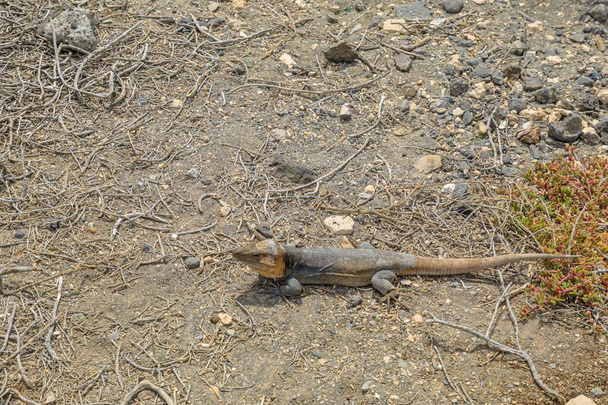 Gallotia stehlini es una especie de lagarto gigante que se encuentra exclusivamente en la isla de Gran Canaria. Tiene una apariencia distintiva y un comportamiento intrigante, lo que lo convierte en un tema buscado para la investigación y - Foto, imagen