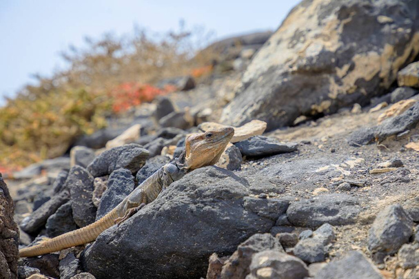 Gallotia stehlini es un lagarto gigante que se encuentra solo en la isla de Gran Canaria. Tiene una apariencia distinta y un comportamiento interesante, lo que lo convierte en una opción popular para la investigación y la observación.. - Foto, imagen