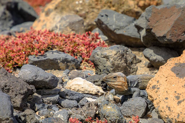 Gallotia stehlini egy nagy gyíkfaj, amely csak Gran Canaria szigetén található. Különböző megjelenése és érdekes viselkedése van, ami egy általánosan tanulmányozott és megfigyelt lénnyé teszi.. - Fotó, kép
