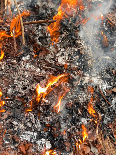 hořící oheň v lese - Fotografie, Obrázek