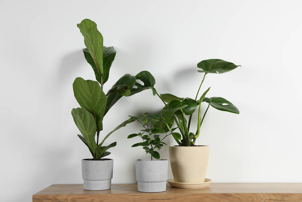 Many different houseplants in pots on wooden table near white wall - Photo, Image