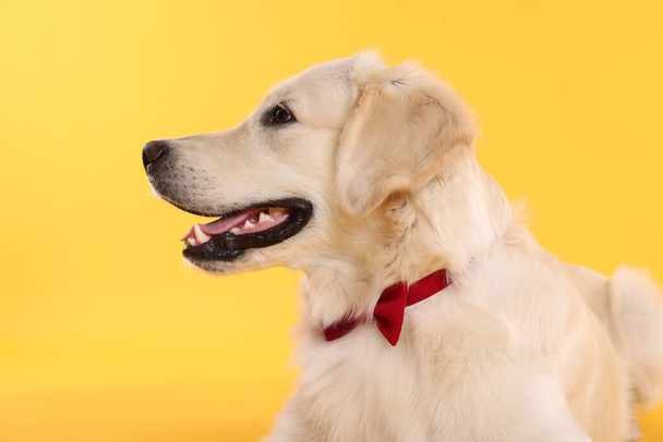 Cute Labrador Retriever with stylish bow tie on yellow background - Photo, Image
