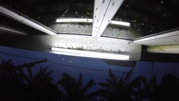 alates rovarok raj vonzza a szabadtéri fluoreszkáló fények a sikátorban tornác. - Felvétel, videó