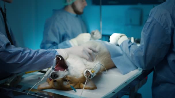 感染除去手術治療。ベテランは病気の進化を防ぐために犬のテストの尿管システムの専門的な外科をする4K 。麻酔下で無意識のコルギ犬を撃ち閉じます - 映像、動画