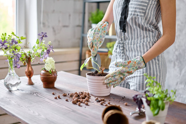 Bliższe ręce ogrodnika kobieta przeszczep Alocasia w doniczkach cementowych na drewnianym stole. Koncepcja ogrodu. Sklep z kwiatami i ogrodami - Zdjęcie, obraz