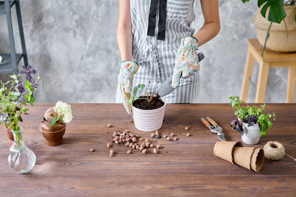Bliższe ręce kobiet ogrodnik transplantacji roślin, w ceramicznych garnków na drewnianym stole. Koncepcja ogrodu. Sklep z kwiatami i ogrodami - Zdjęcie, obraz