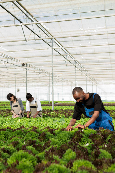 Afričtí američtí zemědělci šťastní a ohromeni čerstvými zdravými listnatými rostlinami plodin pěstovaných bez pesticidů. Ekologický nulový odpad udržitelná skleníková farma - Fotografie, Obrázek