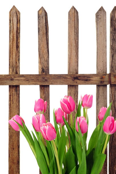 садовий паркан і тюльпани
  - Фото, зображення