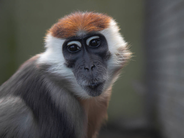 Close up front portrait of white collared mangabey (Cercocebus torquatus, red capped mangabey) - Foto, afbeelding