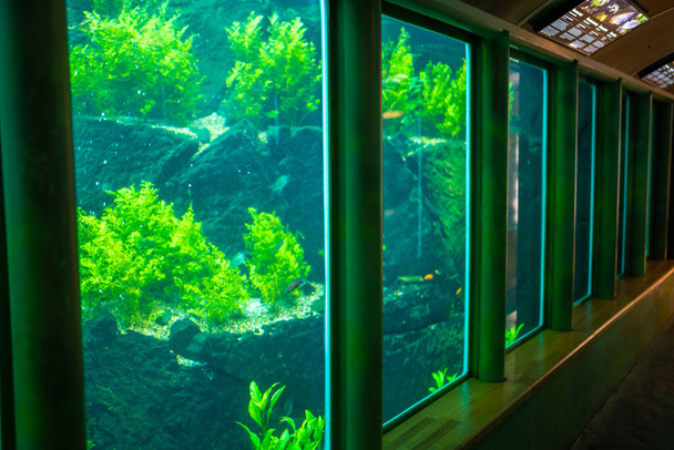 Poissons dans l'aquarium du jardin botanique de Prague, en Europe. Photo de haute qualité - Photo, image