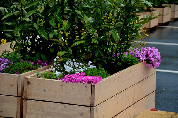 rows of flowerpots made of natural spruce boards. in the parking lot in front of the company, there is a parking lot for customers on the terrace next to the department store. rock plants and shrubs - Photo, Image