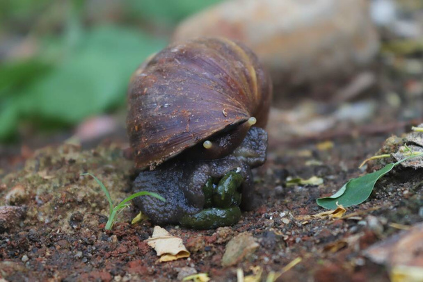 Bekicot, Giant Africa Snail or Lissachatina Falica in Garden - Фото, зображення