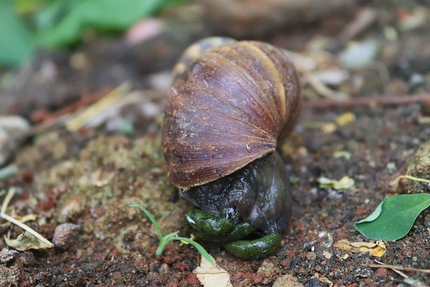 Bekicot, Giant Africa Snail or Lissachatina Falica in Garden - Фото, зображення
