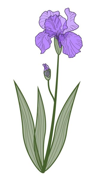Lila flor de iris sobre fondo blanco, vector imagen dibujo a mano - Vector, Imagen