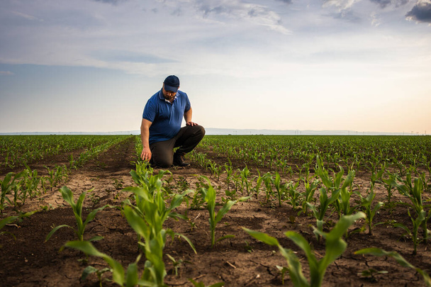 Farmer in corn fields. Growth, outdoor. - Photo, Image