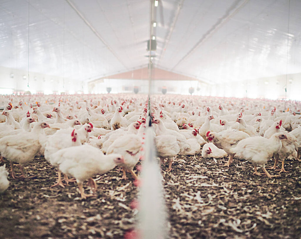 Farm, chicken factory and feed in barn or warehouse, agriculture and industrial meat farming or sustainability. Animals, birds and chickens indoor or poultry business, food industry and grain. - Photo, Image