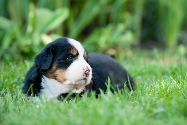 Щенячий портрет бернской собаки
 - Фото, изображение