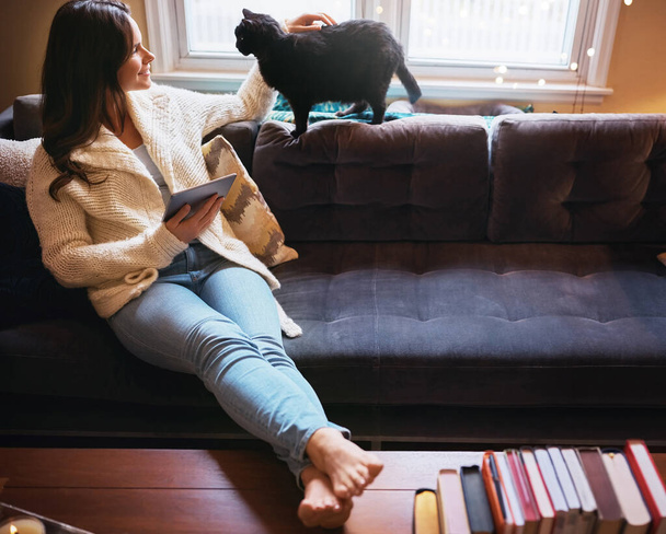 Dni wolne zrobione tak, jak powinny być. atrakcyjna młoda kobieta korzystająca z tabletu cyfrowego na kanapie i pieszczotliwie głaskająca kota - Zdjęcie, obraz