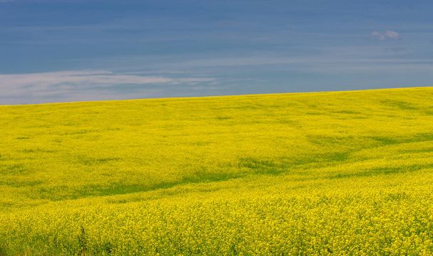 Rapeseed (Brassica napus subsp. Napus) with bright yellow flowering, cultivated thanks to oil-rich seeds, canola is an important source of vegetable oil and a source of protein flour. - Photo, Image
