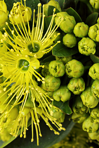 Золотий Пенда жовта квітка - Фото, зображення