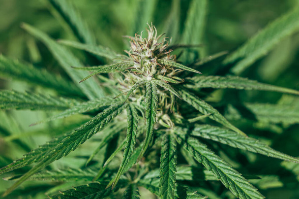 Cannabis flower growth close up, trichomes and stigmas - Fotografie, Obrázek