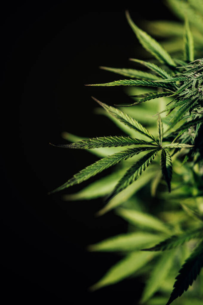 marihuana rostlina na černém pozadí rostou lékařské listy konopí - Fotografie, Obrázek
