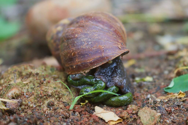 Bekicot, Giant Africa Snail or Lissachatina Falica in Garden - Photo, Image