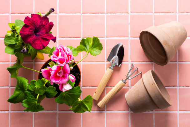 Decoración de primavera de un balcón o terraza con flores, flor de geranio rosa y petunias con espátula y rastrillo sobre fondo de baldosa rosa, jardinería casera y pasatiempos, diseño biofílico - Foto, imagen