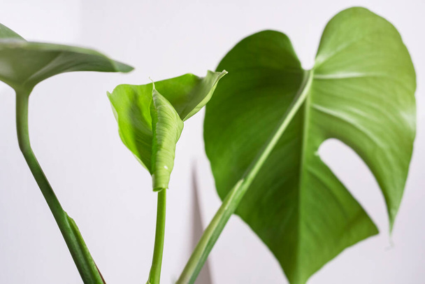 Beautiful young leaf of monstera on a light background. Minimalism concept. - Photo, Image