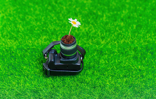 Daisy sprouting from a miniature camera lens placed on a green meadow. The concept of a harmonious union of nature and photography - Fotoğraf, Görsel