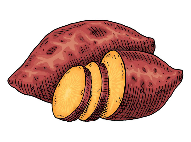Whole, half and slicesweet potato. Vintage engraving vector color illustration. Isolated on white background. - Vektori, kuva