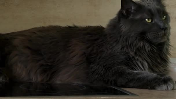 Maine coon sur le poêle couché à côté de la boîte à pizza et posant, beau chat sérieux. Images 4k de haute qualité - Séquence, vidéo