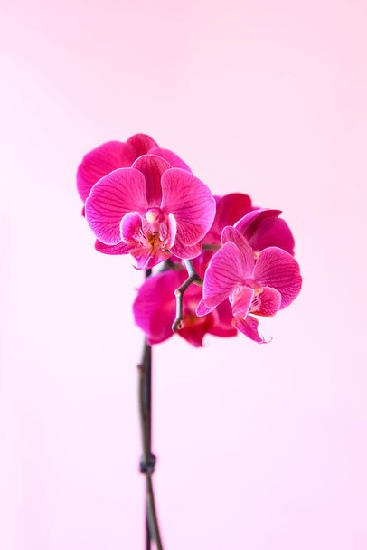 Hermosa flor de orquídea en flor. Planta de interior en maceta púrpura en flor. - Foto, imagen