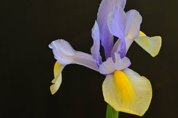 beautiful yellow and purple iris flowers on dark background - Fotografie, Obrázek