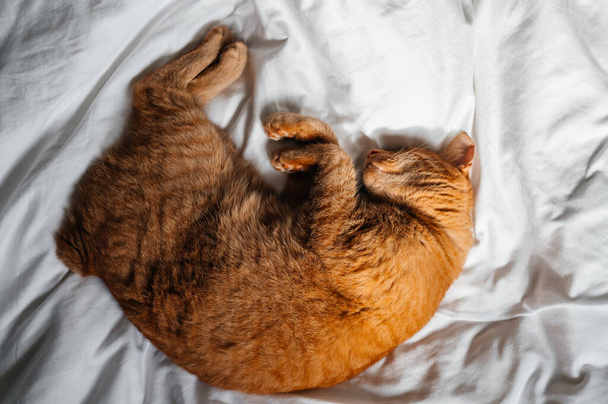 Cute ginger cat sleeps on white bed under the duvet - Fotó, kép