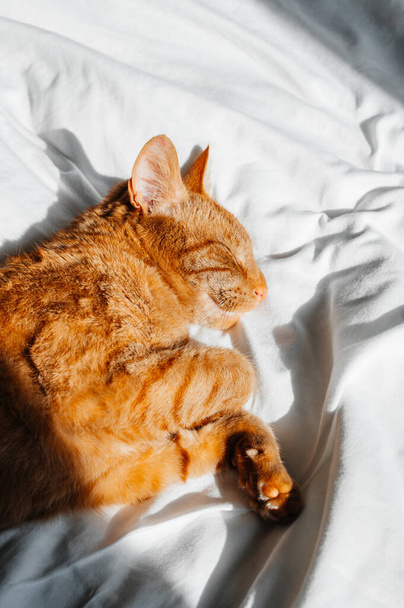 Cute ginger cat sleeps on white bed under the duvet - Photo, Image