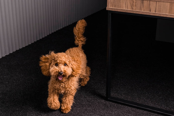 Uroczy młody brązowy pies-pudel biegnący przed kamerę ze szczęśliwą twarzą. w pomieszczeniach. - Zdjęcie, obraz