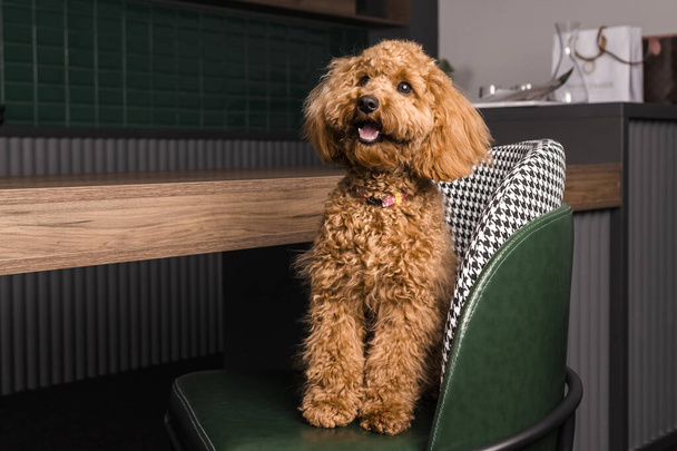 Adorable perro caniche marrón joven sentado en una silla junto a la mesa. en interiores. - Foto, imagen