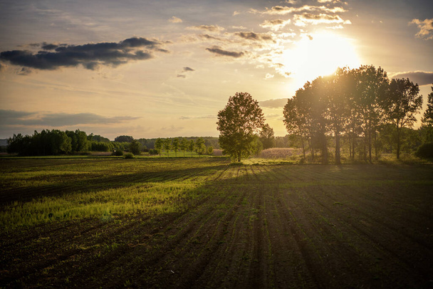 Beautiful calm landscape. Summer field in the forest at sunset - Fotografie, Obrázek